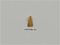 藏品(夜蛾科)的圖片